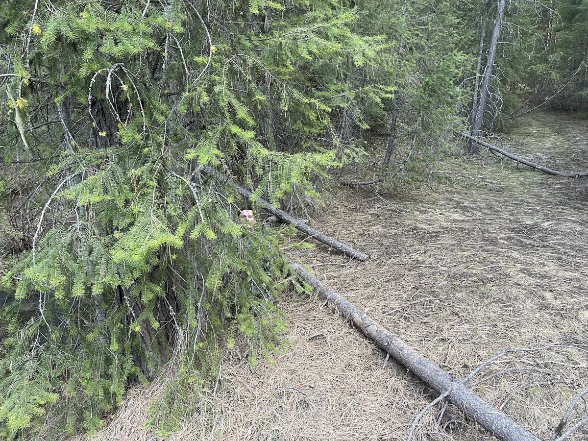 The hunter reveals his position in pine cover